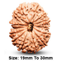 14 (चतुर्दश) Mukhi Rudraksha